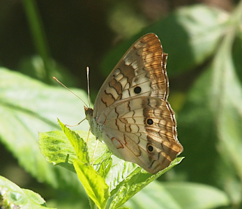 [Left side view of the butterfly perched at the top of a green plant. The white-tipped ends of the antenna contrast the dark background. The body and the bulk of the wings are white. The wings have squiggles of brown in the lower half and brownish squiggle stripes are visible in the upper half. There are three dark circles visible in the middle of the wings, two on the bottom wing and one one the top wing.]